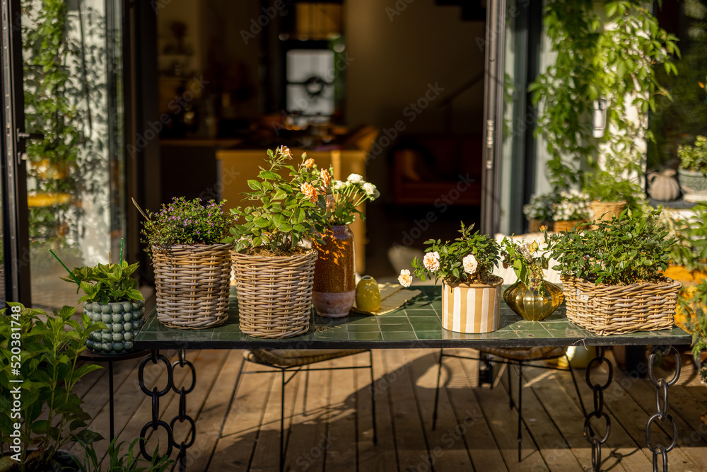 Beautiful and cozy terrace of country house decorated with lots of plants and flowers at backyard