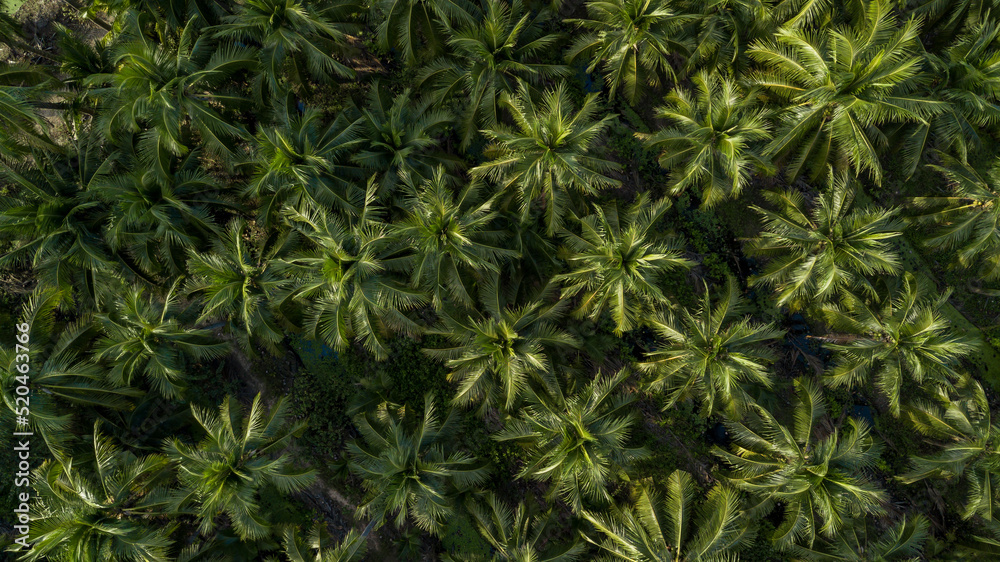 Aerial top view coconut palm trees farm plantation, Group of coconut palm trees.