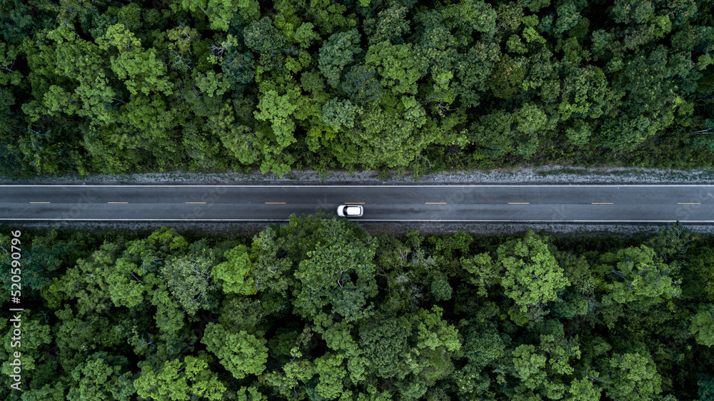 鸟瞰绿色森林和沥青道路，俯视森林道路穿过森林，汽车问世