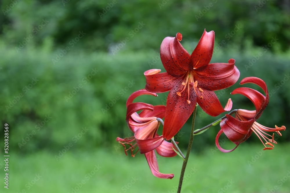 The flower of the most beautiful Lily (lat. Lílium) of the Cherrywood variety against a spreading ba