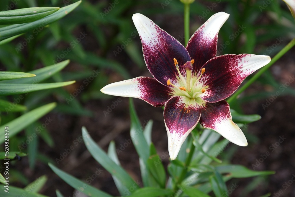 The flower of the most beautiful Lily (lat. Lílium) variety Beverly Dreams against the background of