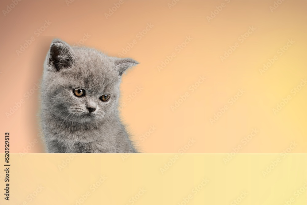 A cute young cat on a background posing