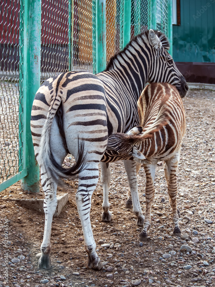 Mom zebra is feeding milk its foal.