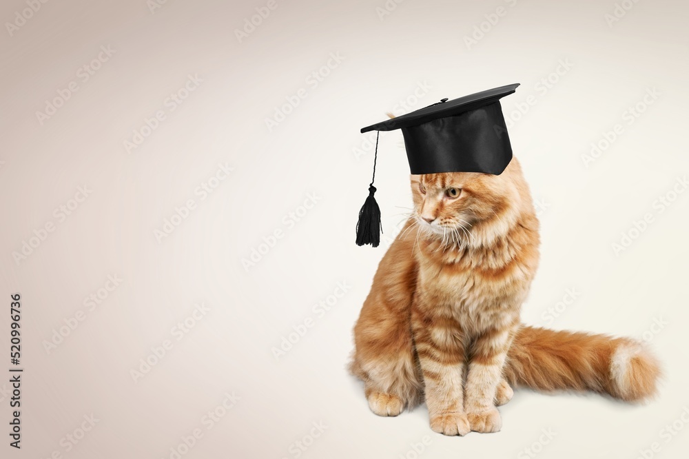 A cute cat in a graduates hat, education, homework, youth, lifestyle concept