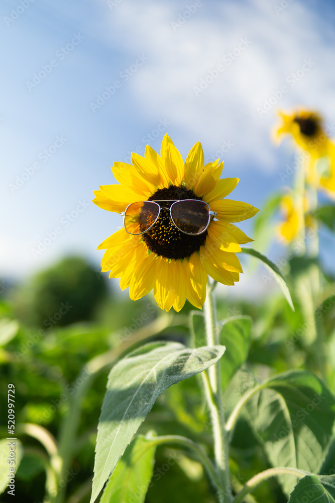 真夏のひまわり