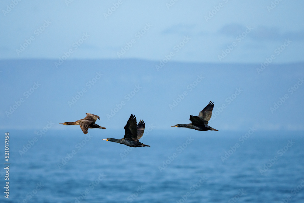 飞行中的角鸮或毛角（Phalacrocorax capensis）。Hermanus，Whale Coast，Overberg，Wes