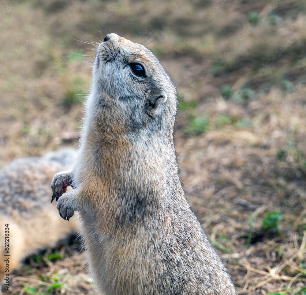 Gopher is standing on its hind legs on the grassy field