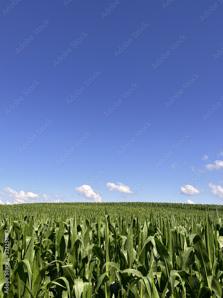 Sunny corn field landscape with blue sky and clouds. Vertical shot.	