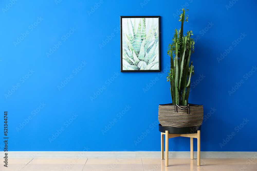 Table with big cactus in bag and picture on blue wall