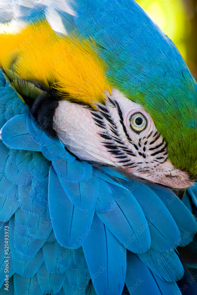 Shy Blue and Gold Macaw Watching Carefully as I take his portrait at the local zoo. 