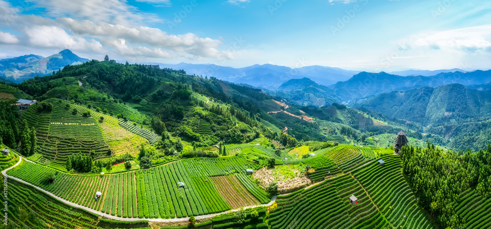 空中拍摄三江布阳-仙人高山生态茶园