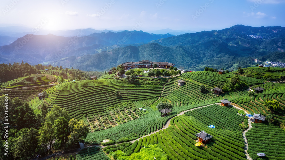 空中拍摄三江布阳-仙人高山生态茶园