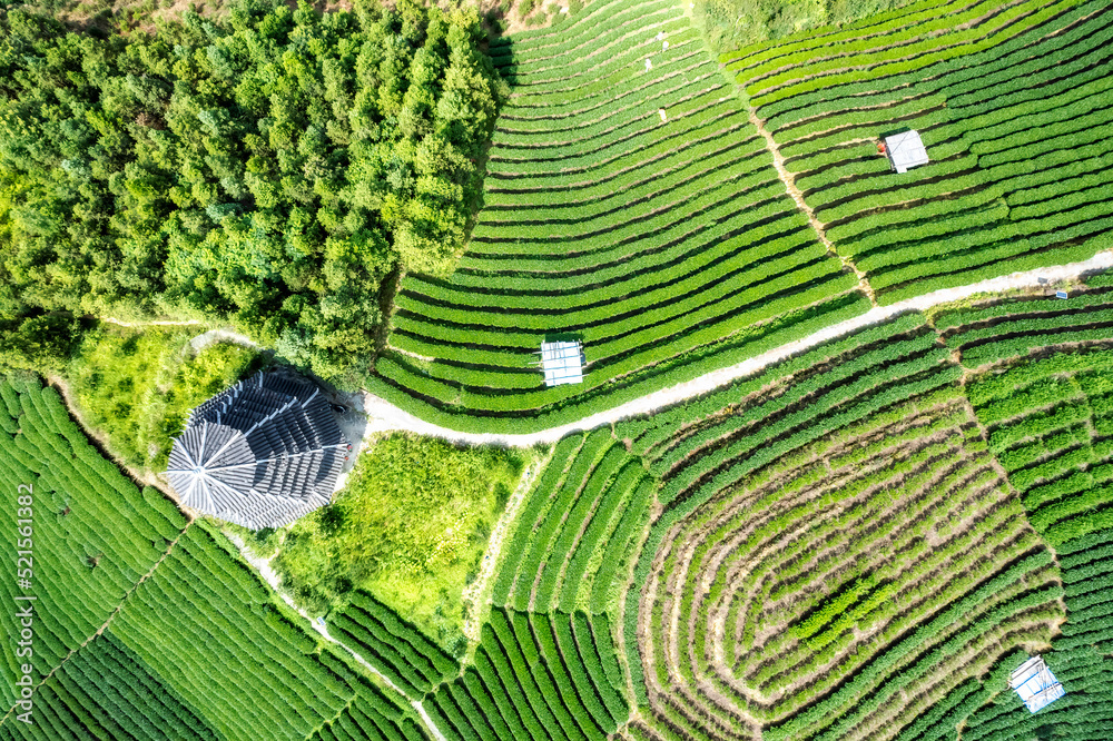 Aerial photography of Sanjiang Buyang Xianren alpine ecological tea fields