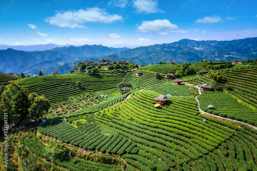 空中拍摄三江布阳-仙人高山生态茶园