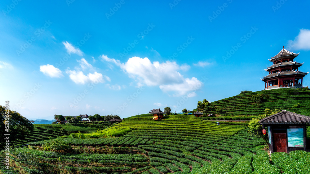 三江步阳仙人生态茶山茶田