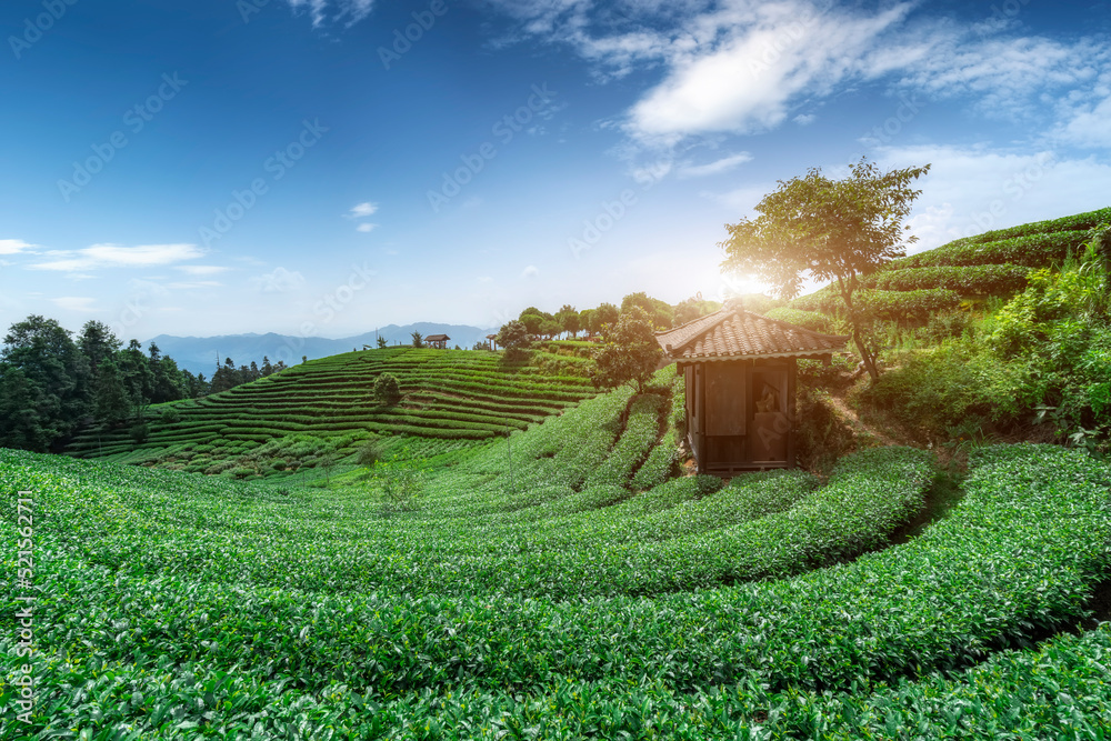 三江布阳县仙人生态茶山茶园