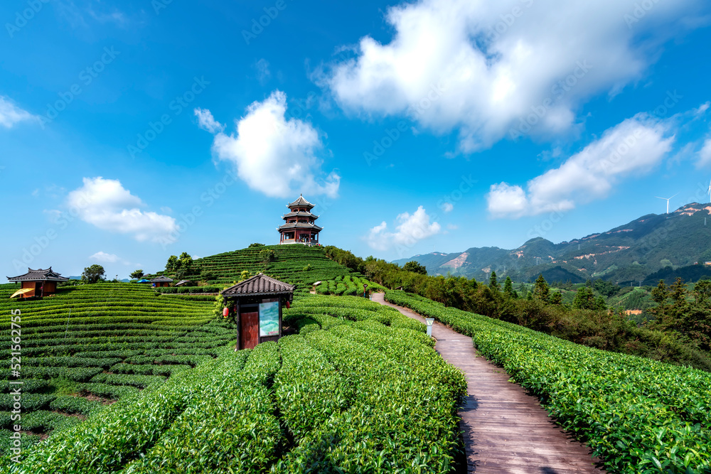 Sanjiang Buyang Xianren Ecological Tea Mountain Tea Field