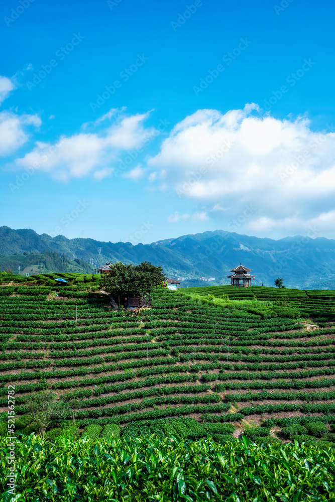 三江布阳县仙人生态茶山茶田