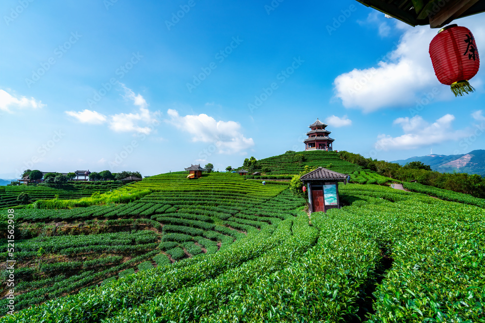 三江布阳仙人生态茶园