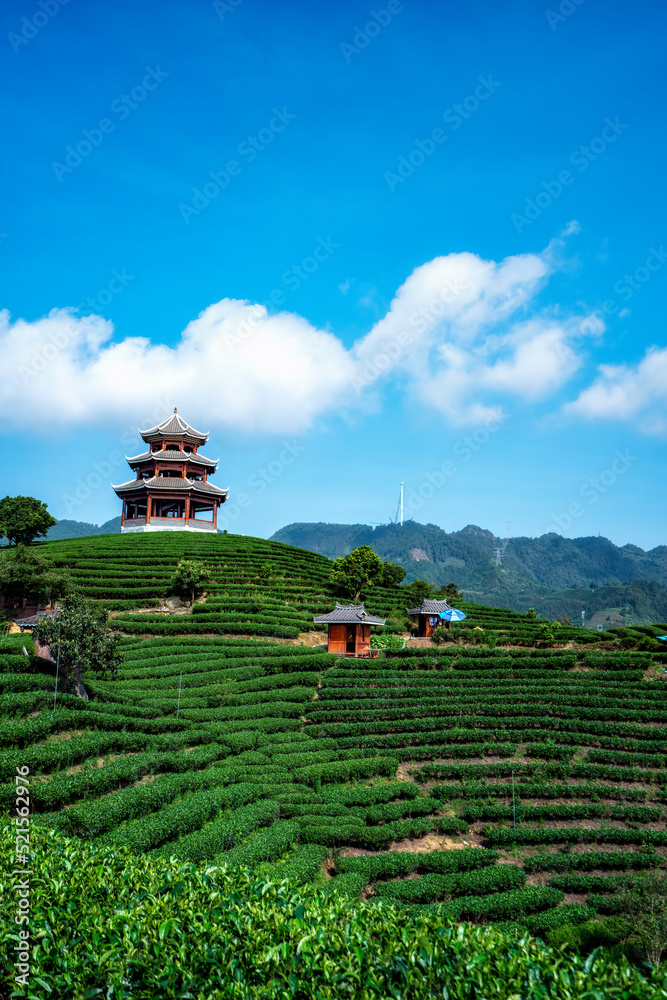 三江步阳仙人生态茶山茶田