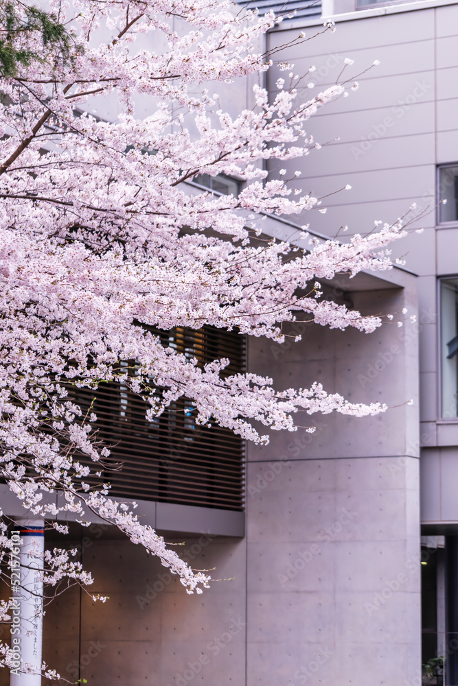 ピンク色が綺麗な満開の桜の花