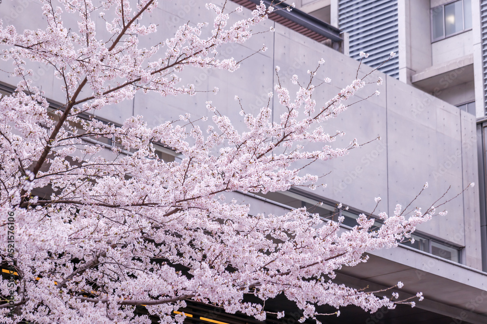 ピンク色が綺麗な満開の桜の花