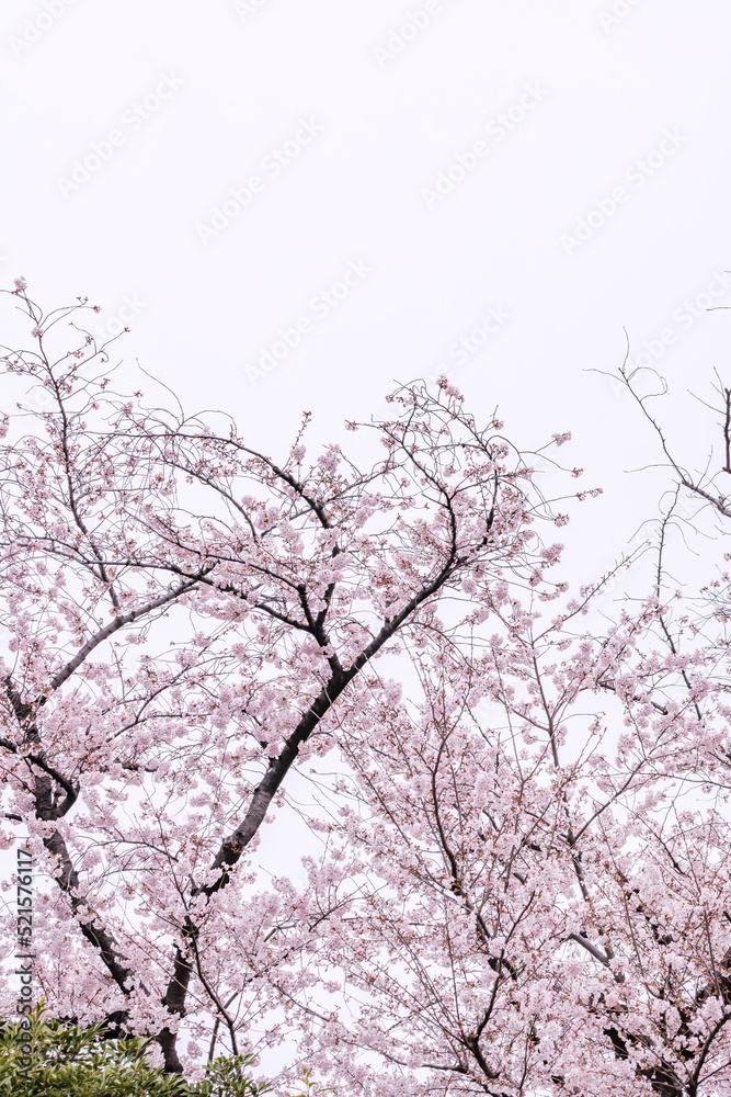 ピンク色が綺麗な満開の桜の花