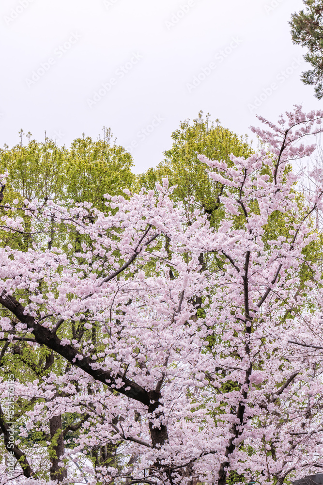 ピンク色が綺麗な満開の桜の花