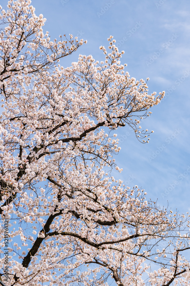 ピンク色が綺麗な満開の桜の花