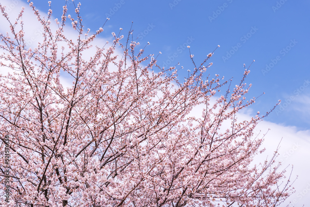 ピンク色が綺麗な満開の桜の花