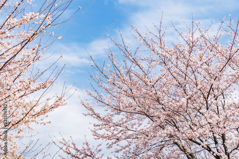 ピンク色が綺麗な満開の桜の花