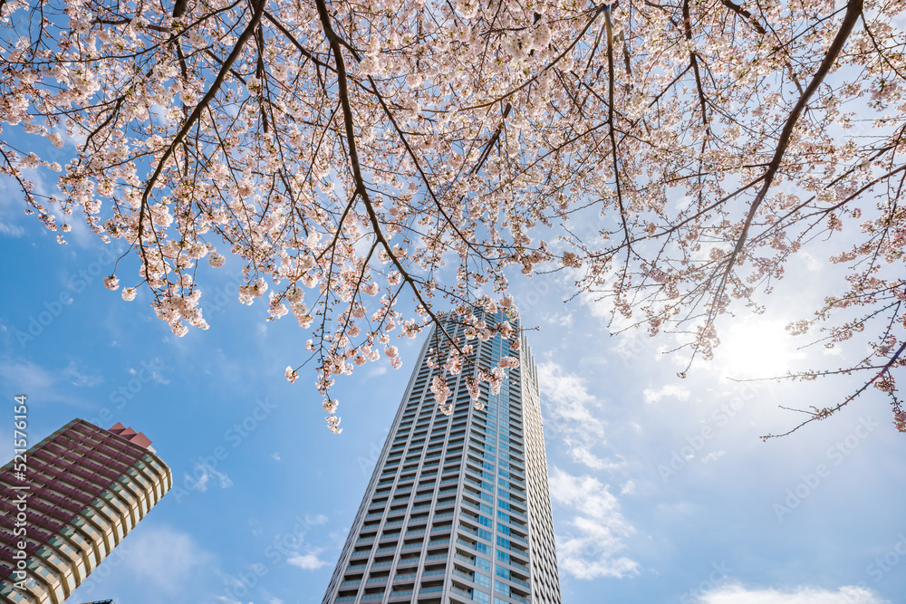 ピンク色が綺麗な満開の桜の花