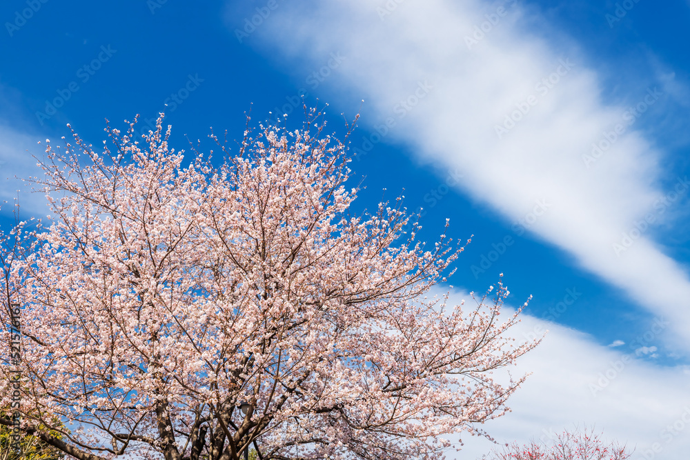 ピンク色が綺麗な満開の桜の花