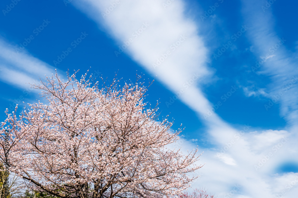 ピンク色が綺麗な満開の桜の花