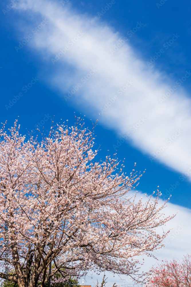 ピンク色が綺麗な満開の桜の花