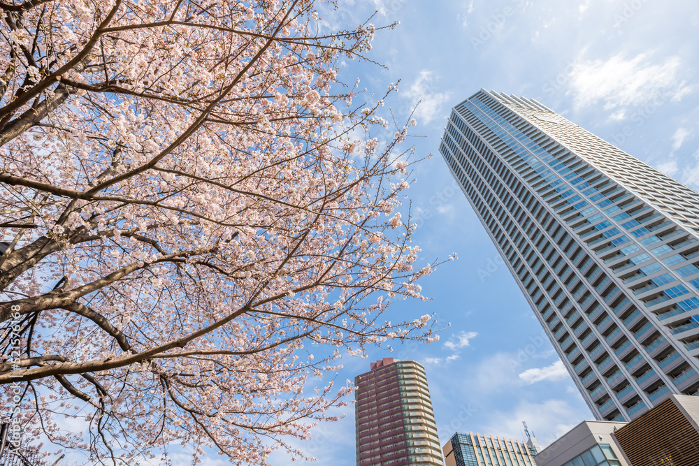 ピンク色が綺麗な満開の桜の花