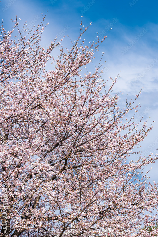 ピンク色が綺麗な満開の桜の花