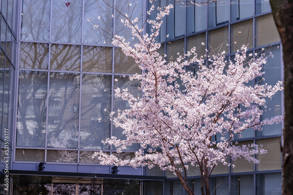 ピンク色が綺麗な満開の桜の花