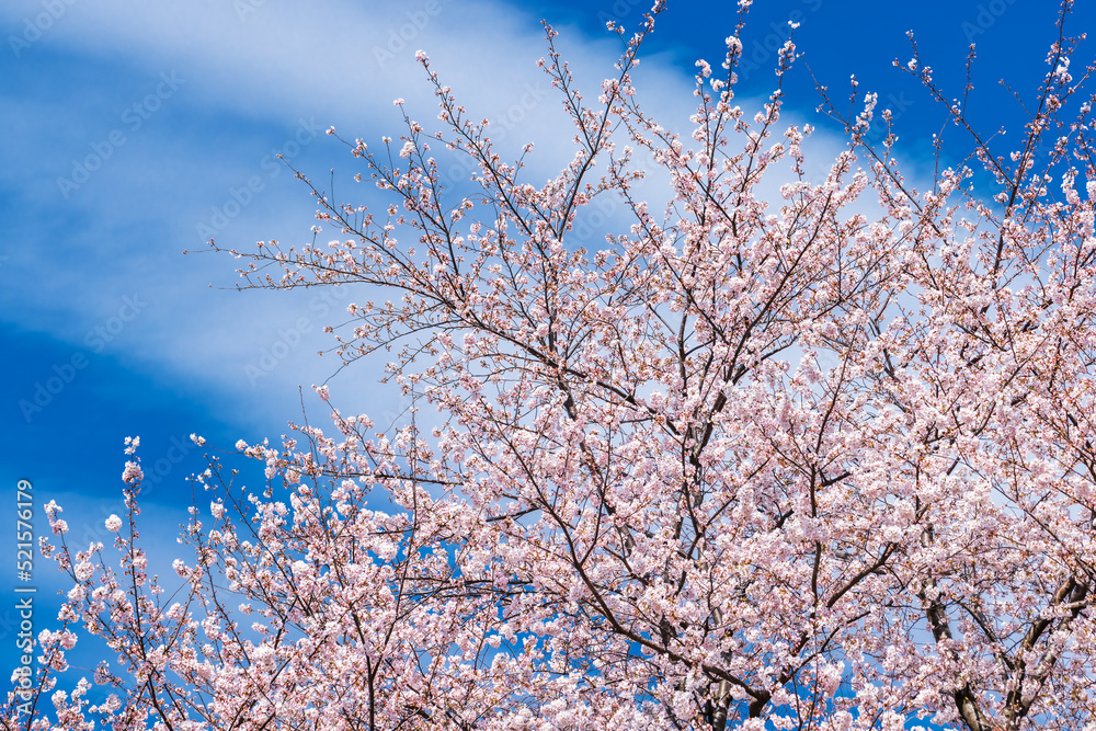 ピンク色が綺麗な満開の桜の花