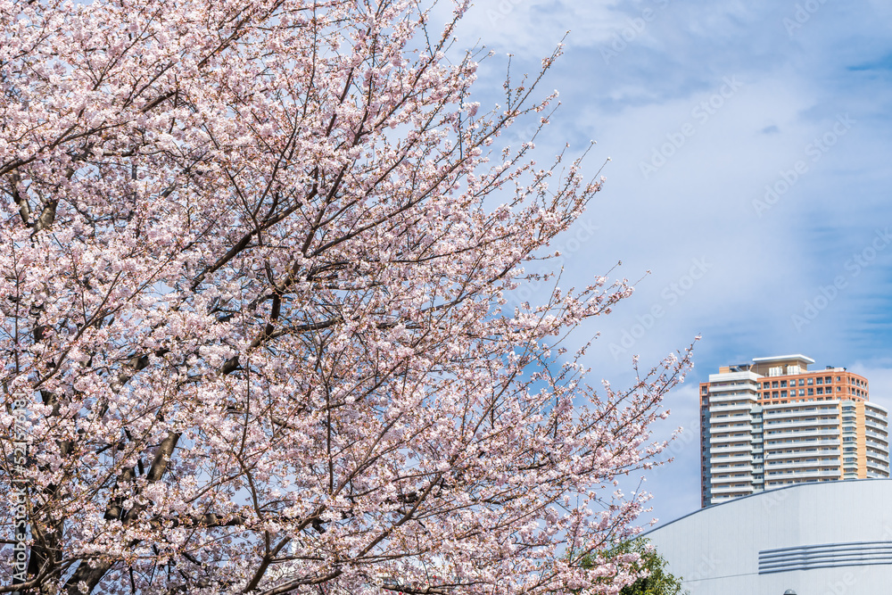 ピンク色が綺麗な満開の桜の花