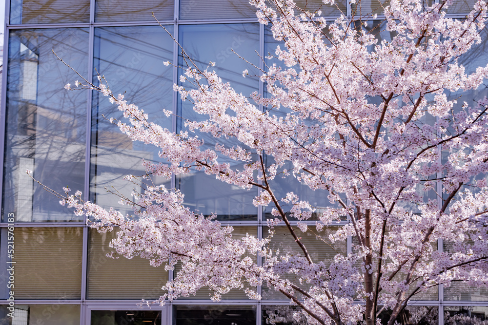 ピンク色が綺麗な満開の桜の花