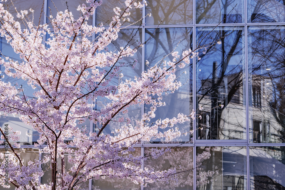 ピンク色が綺麗な満開の桜の花