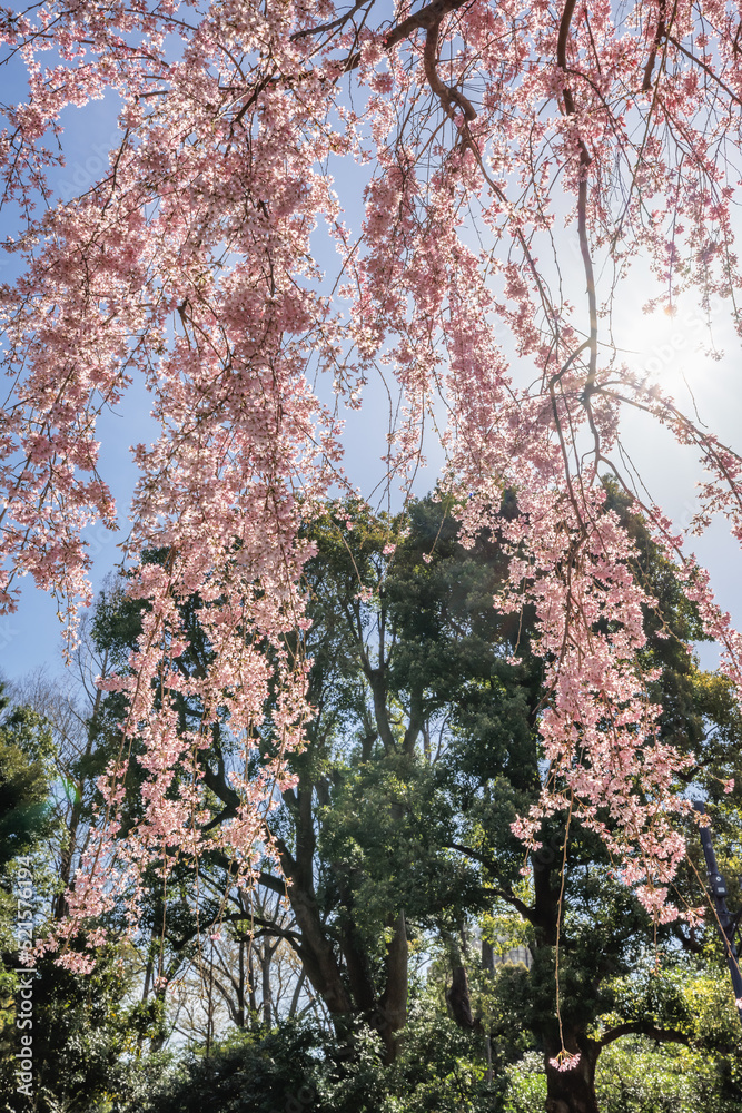 ピンク色が綺麗な満開の桜の花