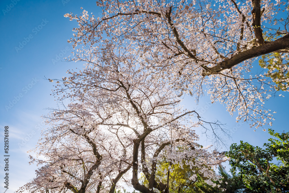 ピンク色が綺麗な満開の桜の花