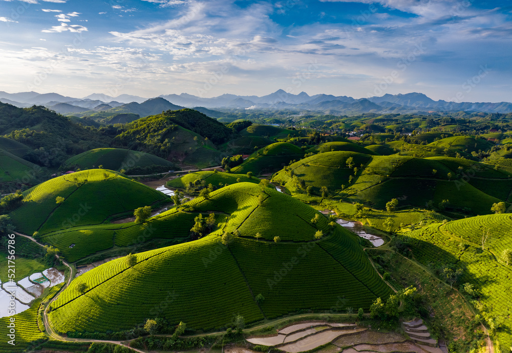 越南富通省Long Coc茶山美丽日落鸟瞰图