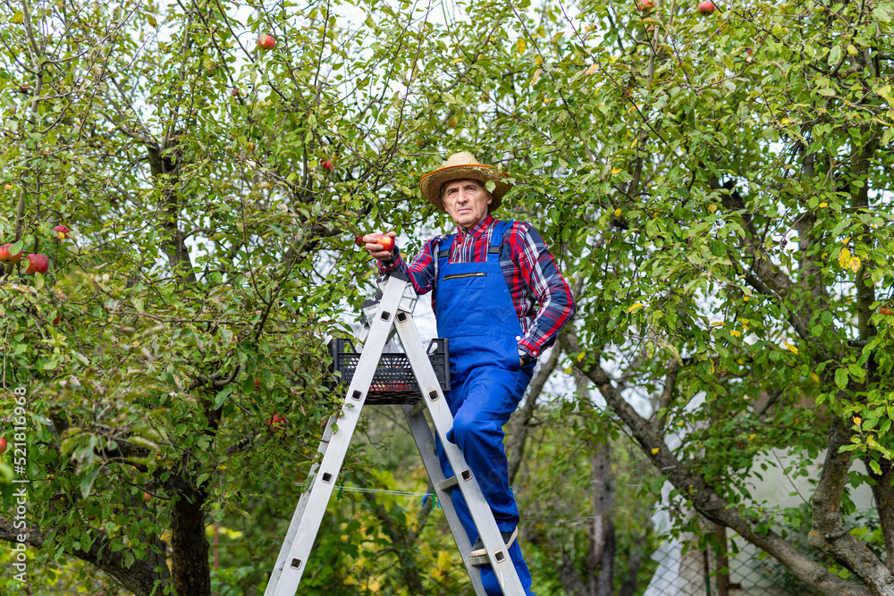 Countryside natural orchard harvesting. Gardener farming apples in basket.