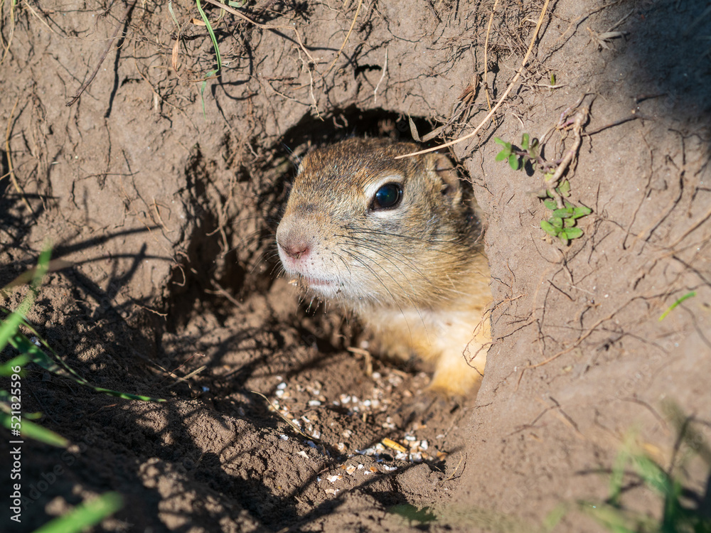 Gopher on the lawn is sticking its head out of its hole.