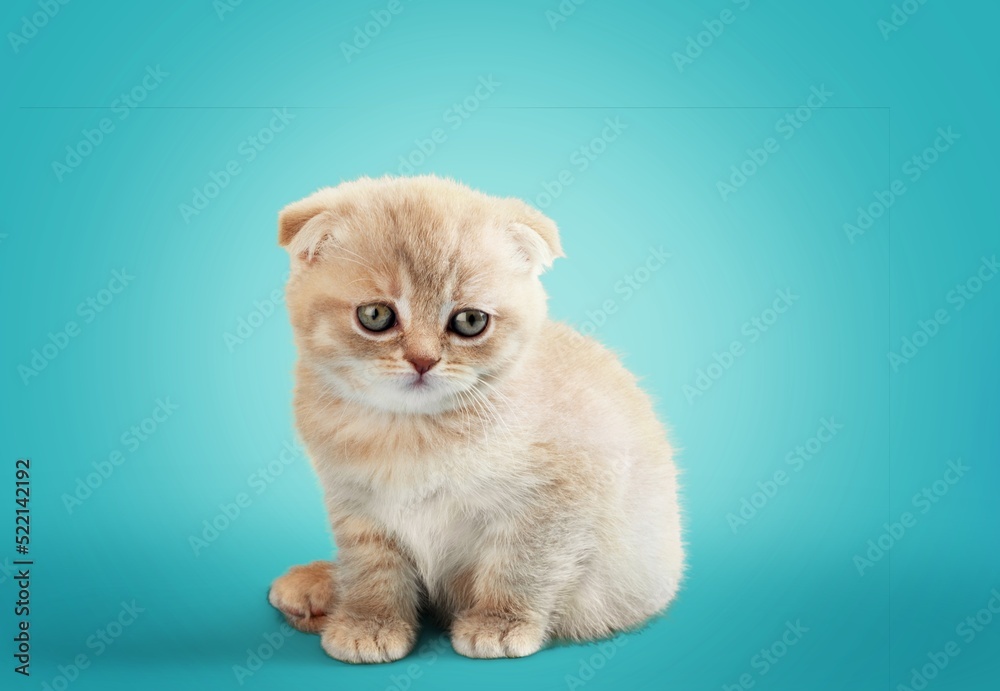 Cute young cat kitten posing on the background.