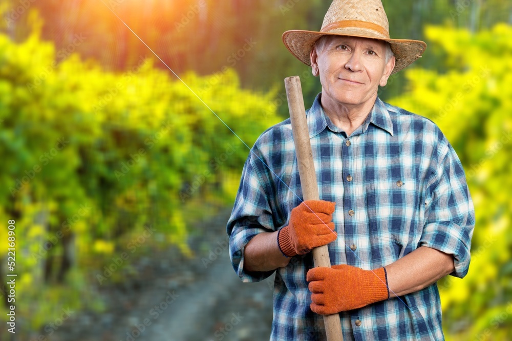 Happy man picking on a field on a sunny day. Farmer is harvesting concept