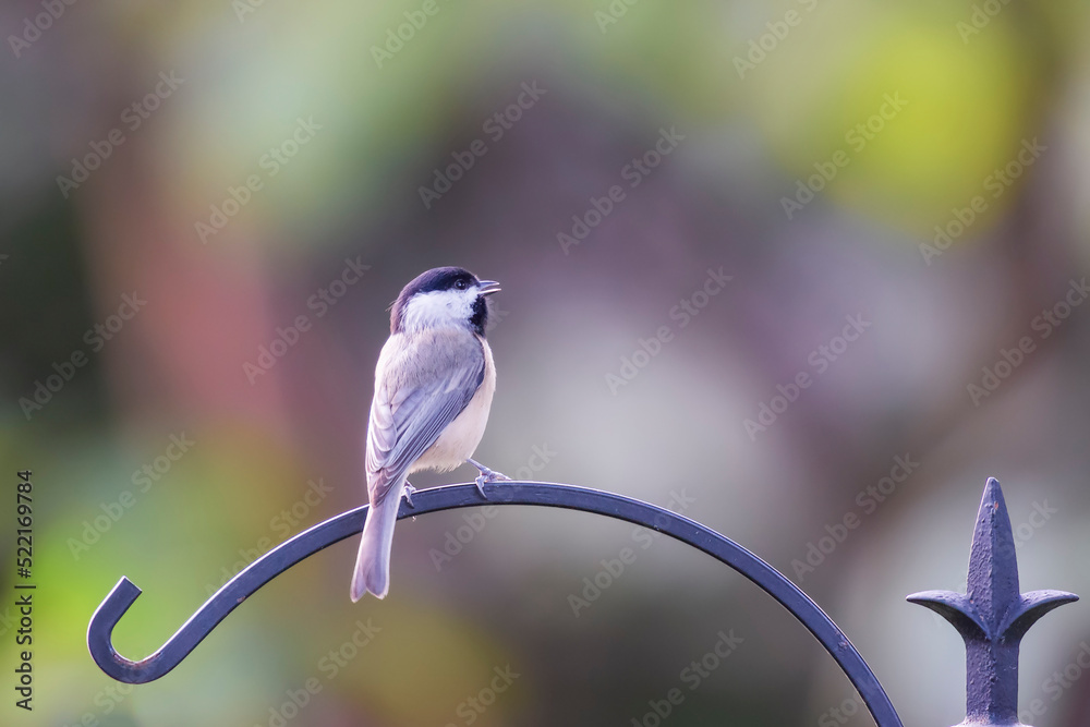 Carolina chickadee (Poecile carolinensis) sitting on a feeder